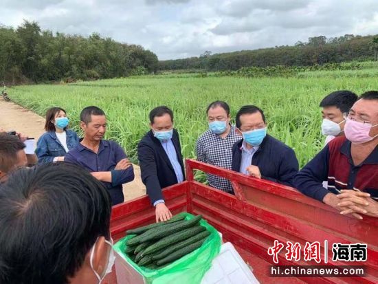 夏芒村最新新闻