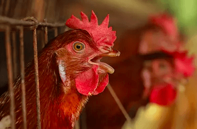 全球禽类产业面临流感疫情挑战,应对策略与最新动态