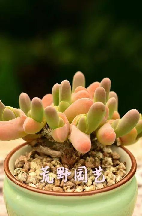 全球肉类市场动态深度解析,最新消息与趋势展望